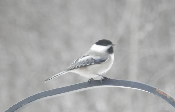 Blacke-capped Chickadee