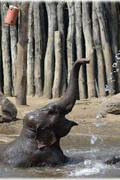 Elephant Puzzle poster 3