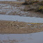 Kentish Plover