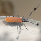 Lycid mimic tufted longicorn beetle