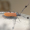 Lycid mimic tufted longicorn beetle
