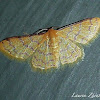 Golden Emerald Moth