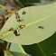 Brown Leafhopper (instars stages)