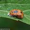 Multicolored Asian lady beetle (larva)