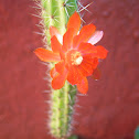 Cactus cola de rata