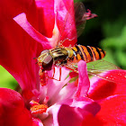 hoverfly