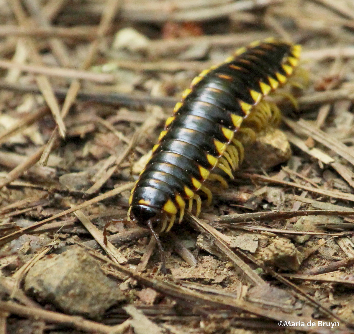 Yellow-and-black flat millipede
