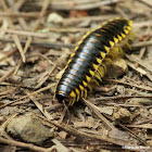 Yellow-and-black flat millipede