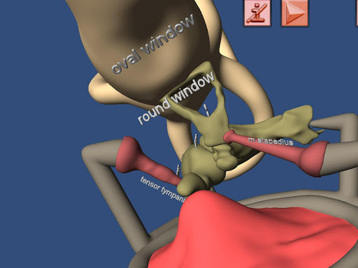 【免費教育App】Human Ear structure in 3D-APP點子