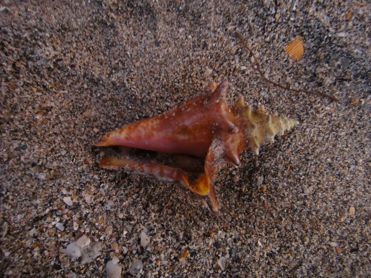 Fighting Conch