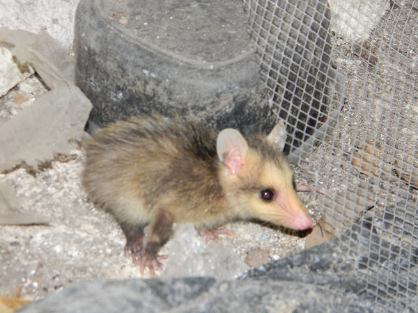 Zarigueya Chucha Andean White Eared Opossum Project Noah