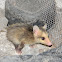Zarigüeya - Chucha - Andean White-eared Opossum