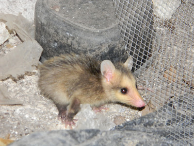 Guianan white-eared opossum 231746
