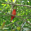 Summer Tanager