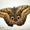 Oileus Owl-Butterfly