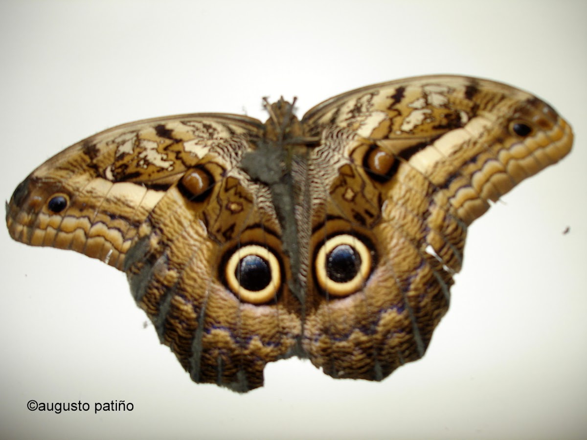 Oileus Owl-Butterfly
