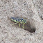 Sand wasp / Horse guard wasp