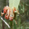 Green Long-tailed Sawfly Larvae