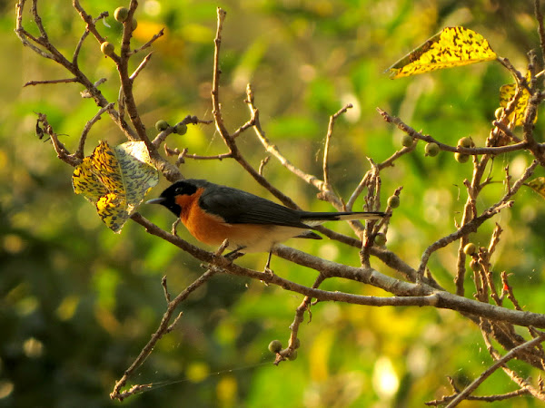 Spectacled Monarch | Project Noah