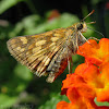 Peck's Skipper