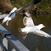 American Herring Gull