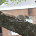 Grey Squirrel (Blonde Morph)