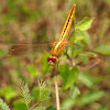 Asian amberwing (female)