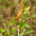 Asian amberwing (female)