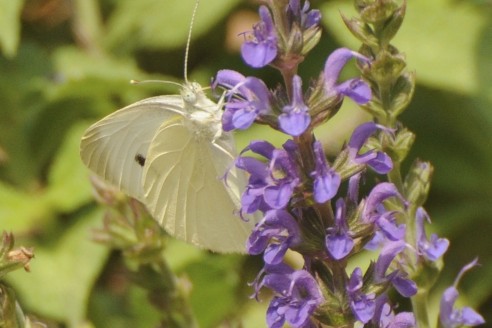 Small White Butterfly a.k.a Cabbage White