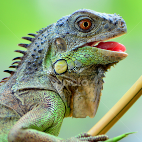 by Ajar Setiadi - Animals Reptiles
