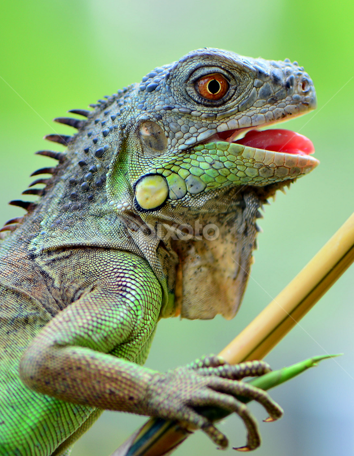 by Ajar Setiadi - Animals Reptiles