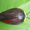 Cloudforest Cockroach