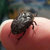 Spangled flower beetle