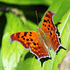 Eastern Comma/Polygonia Comma Butterfly