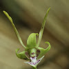 The Two-Tailed Dendrobium