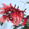 Flor de Ceibo