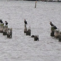 Double-crested Cormorant?