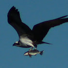 Osprey