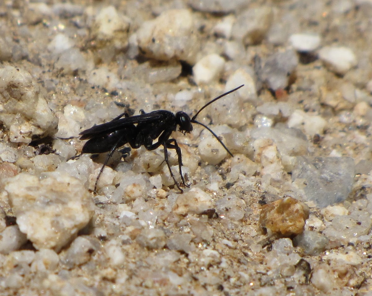 Spider wasp (female)