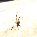 brown widow