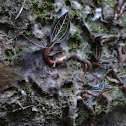 Jewel Orchid