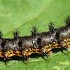 Silvery checkerspot caterpillar