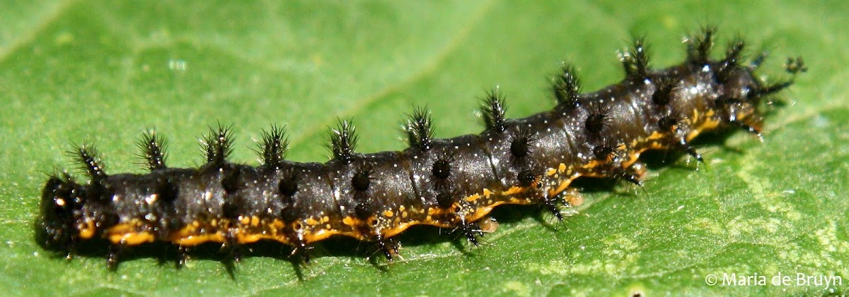 Silvery checkerspot caterpillar