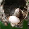 Black-capped Vireo (nest)