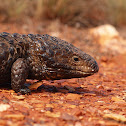 Shingleback Lizard