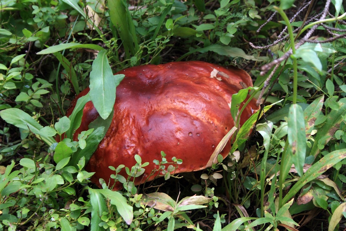 king bolete