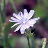 Chicory