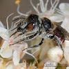 Mason Bee