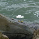 Yellow Footed Snowy Egret