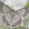 White Looper Moth